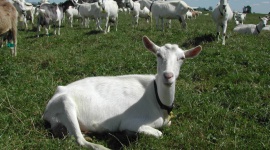 Jak powstaje mleko modyfikowane dla niemowląt? - Duża powszechność mleka krowiego, nie tylko na półkach sklepowych, ale również w mediach sprawia, że większość z nas nie zastanawia się nad alternatywą dla spożywanego do tej pory nabiału. Czy faktycznie jest ono najlepszym wyborem?