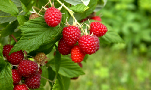 Ogłaszamy sezon na malinę!