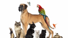 Bezpłatny teatrzyk „Zwierzęta są wśród nas” w Piątym Wymiarze - W Piątym Wymiarze w Atrium Promenada odbędzie się bezpłatny pokaz teatralny dla dzieci „Zwierzęta są wśród nas”. Przedstawienie będzie inscenizacją wierszy o zwierzętach autorstwa Jana Brzechwy, Leszka Sulimy Ciundziewickiego oraz Macieja Wojtyszki.